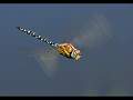 Charles Whitfield-King - Southern Hawker in Flight